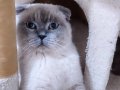 BLUE POİNT SCCOTTİSH KEDİM 2 YASİNDA 