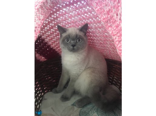 Kedi yavru 7 aylık dişi