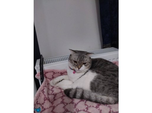 British shorthair uysal
