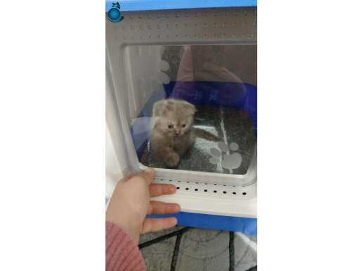 Satılık kedi 