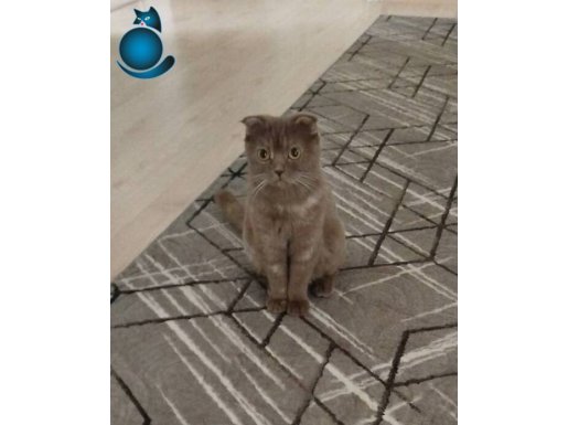 Bursa Osmangazi’de 1 Yaşında Uysal ve Eğitimli Scottish Fold