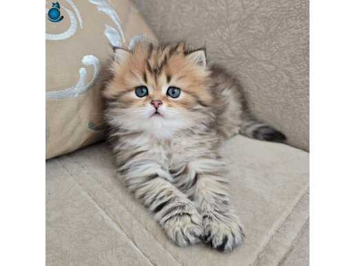 Golden longhair güzellik