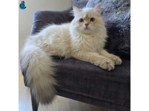Secereli british longhair golden point erkek