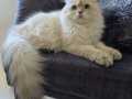 Secereli british longhair golden point erkek