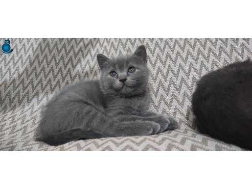 Safkan british shorthair 