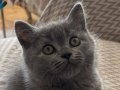 Safkan erkek british shorthair 