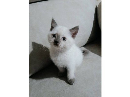 Safkan Anne Babadan British ve Scottish Yavruları - Sosyal ve Eğitimli