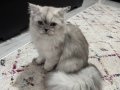 7aylık dişi aşıları ve çipi var