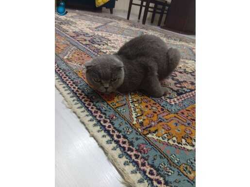 Kedimiz çok sakin 