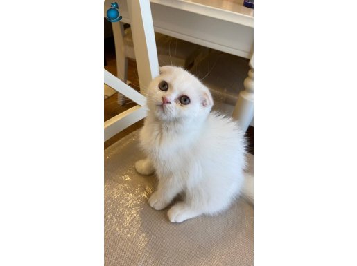 Scottish fold kar beyaz yavrular 