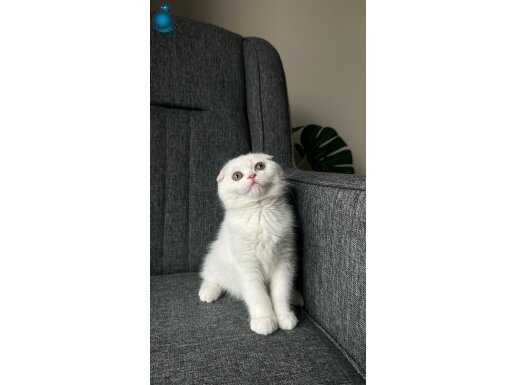 Kar beyaz safkan scottish fold 