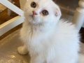Scottish fold kar beyaz yavrular 