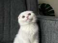 Kar beyaz safkan scottish fold 