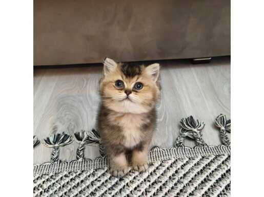  British Longhair kızımız yeni yuvasına hazır