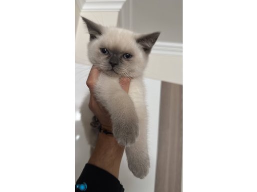 2 Aylık British Shorthair Bluepoint