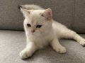 Mama karşılığında sahiplendirme 