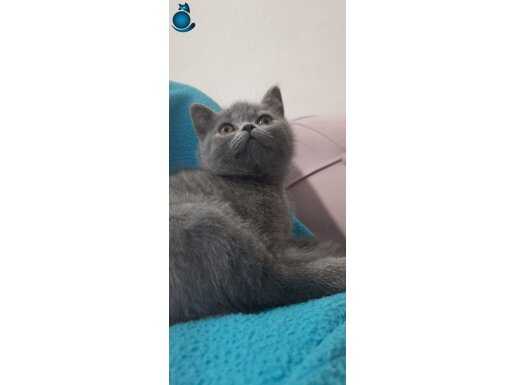 3 adet yavru kendimiz 2 aylık çok tatlı