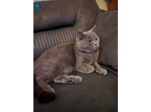 Uysal cana yakın british kedi