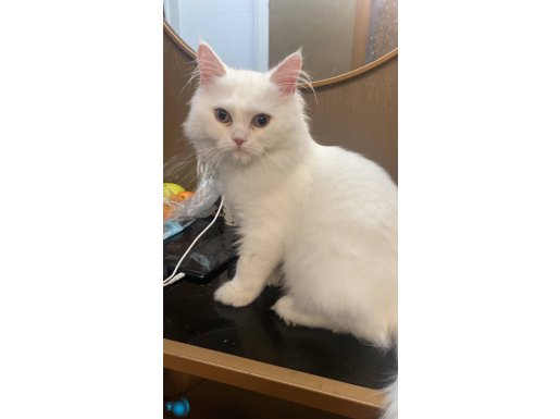 Erkek british shorthair