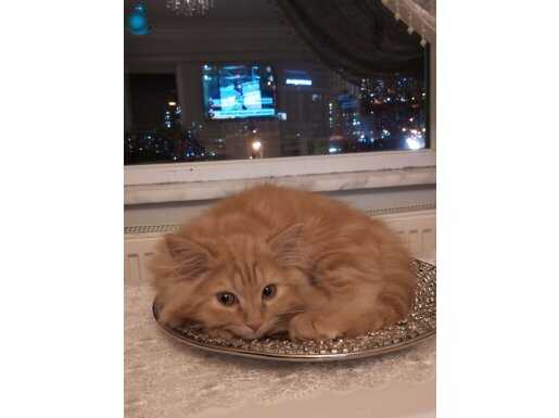 3.5 aylık kırma British Longhair erkek yavru çok acil