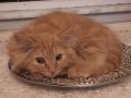 3.5 aylık kırma British Longhair erkek yavru çok acil