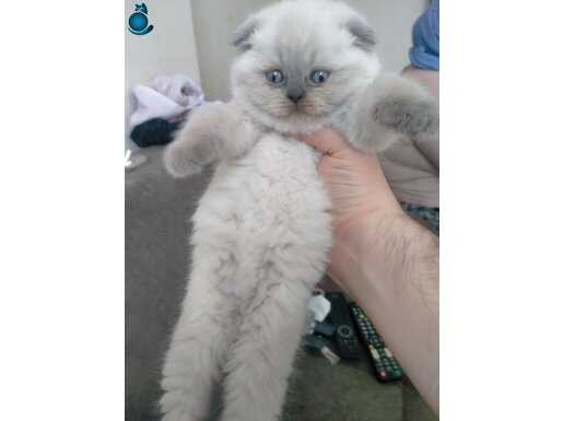 Scottish fold 