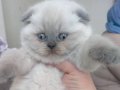 Scottish fold 