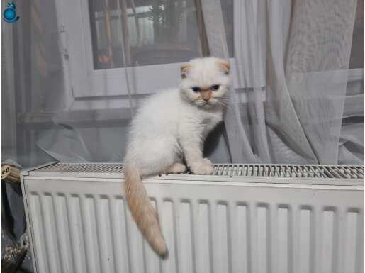 2 aylik