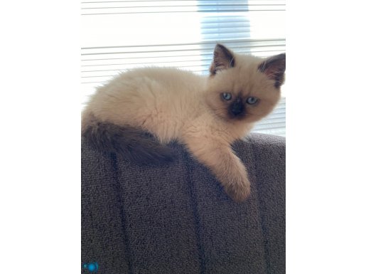British bluepoint 2 sylık kedi