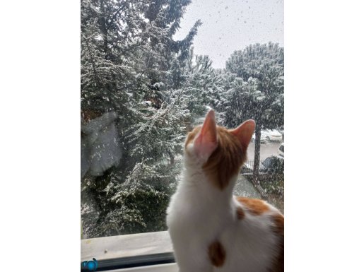 Barınağa vermek istemiyorum lutfen sahiplenir misiniz
