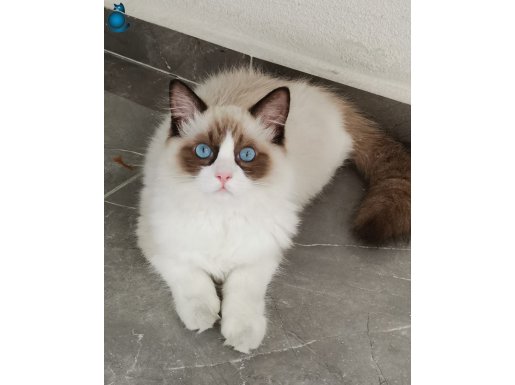 7.5 Aylık SAFKAN Bicolor RAGDOLL
