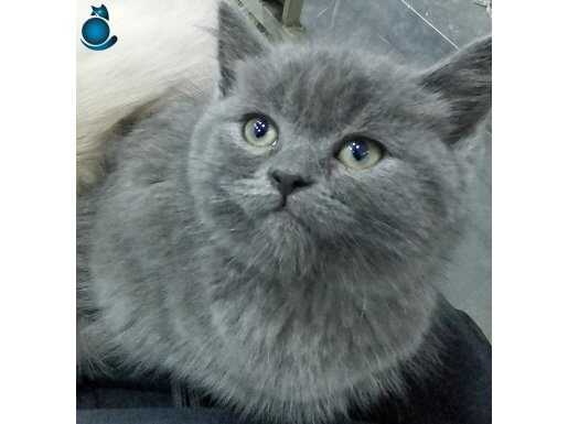2 AYLIK YAVRU BRITISH SHORTHAIR