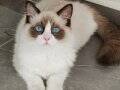 7.5 Aylık SAFKAN Bicolor RAGDOLL