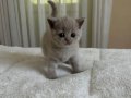 Kuru Mamaya Geçmiş Tuvalet Eğitimli 2 Aylık British Shorthair