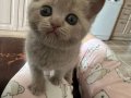 Kuru Mamaya Geçmiş Tuvalet Eğitimli 2 Aylık British Shorthair
