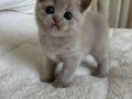 Kuru Mamaya Geçmiş Tuvalet Eğitimli 2 Aylık British Shorthair