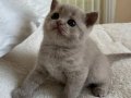 Kuru Mamaya Geçmiş Tuvalet Eğitimli 2 Aylık British Shorthair