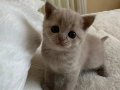 Kuru Mamaya Geçmiş Tuvalet Eğitimli 2 Aylık British Shorthair