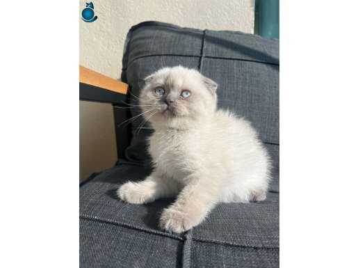 2 aylık British Shorthair yavrusu