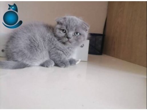 Yavru scottish fold nadir kafa