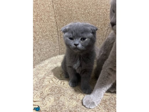 3 aylık. Bakımlı veteriner onaylı 