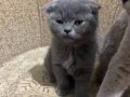 3 aylık. Bakımlı veteriner onaylı 