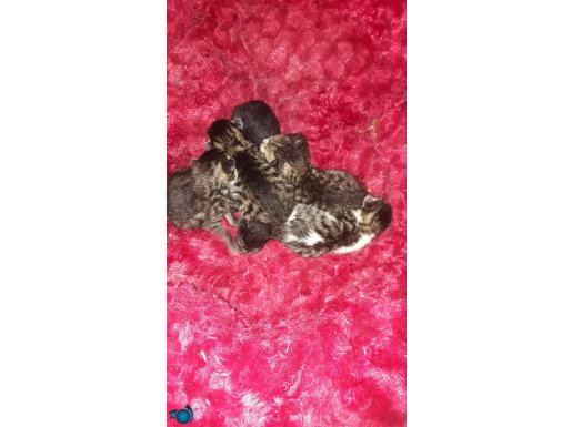 anne sokakta dogum yapmis 6 bebek var geciyada kalici yuva