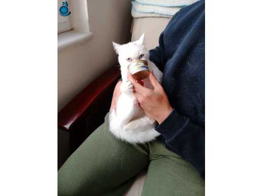 Satılık British Shorthair Erkek Kedi