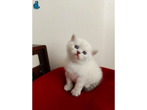 Çok sevimli erkek bebeklerim sahiplerini bekliyor