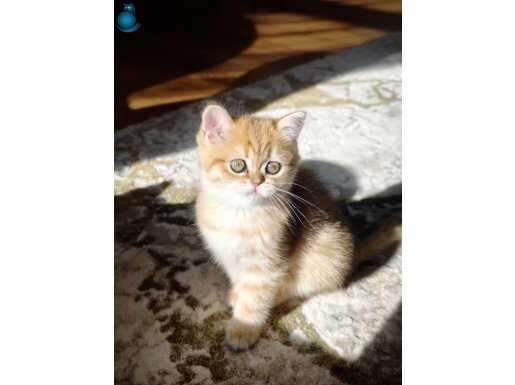 Uygun fiyata british shorthair 2 aylık 