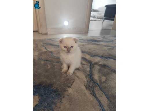 Yavru scottish fold