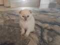 Yavru scottish fold
