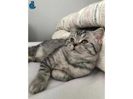 British kedi 3 aylık 