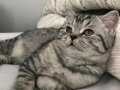 British kedi 3 aylık 